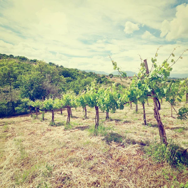 Young Vineyard Italian Apennines Instagram Effect — Stock Photo, Image