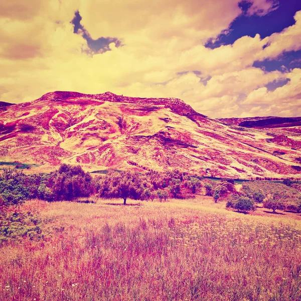 サンセット Instagramの効果でイタリアのシチリア島の斜面の丘にオリーブの木 — ストック写真