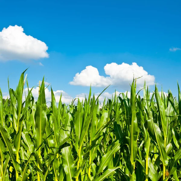 Плантация Кукурузы Южной Баварии Германия — стоковое фото