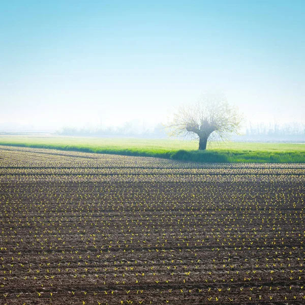 Morning Mist Fields Piedmont Italy Instagram Effect — Stock Photo, Image