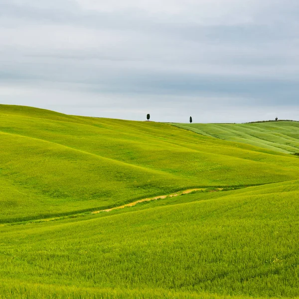 Vertes Prairies Pente Toscane — Photo
