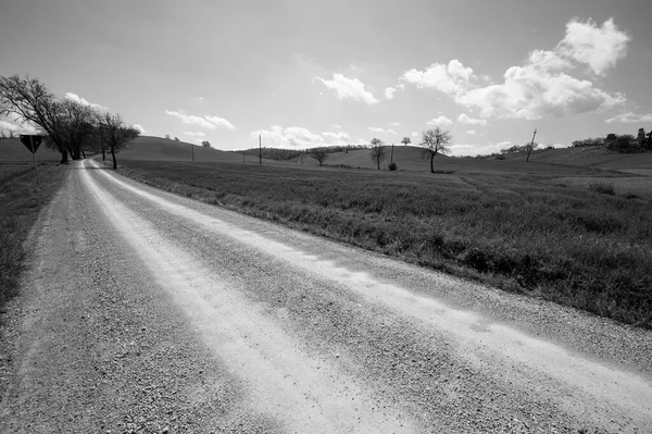 Estrada Terra Sinuosa Entre Campos Primavera Toscana Preto Branco Fotos De Bancos De Imagens