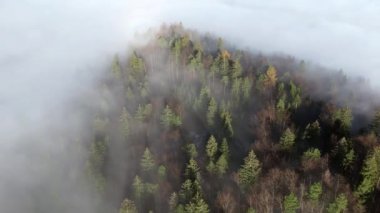 Sisli bir ormanda güneşin doğuşunun hava görüntüsü. 4K, UHD