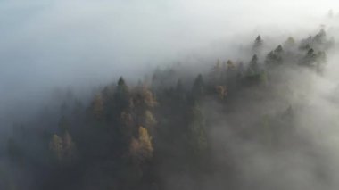 Sisli bir ormanda güneşin doğuşunun hava görüntüsü. 4K, UHD