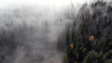 Sisli bir ormanda güneşin doğuşunun hava görüntüsü. 4K, UHD