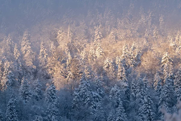 Úžasný Zasněžený Les Ránu Stock Obrázky