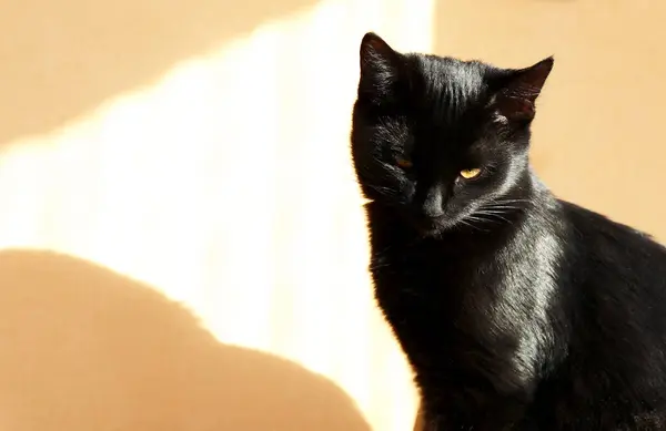 Retrato Lindo Gato Negro Bajo Rayo Luz Solar Imagen de archivo