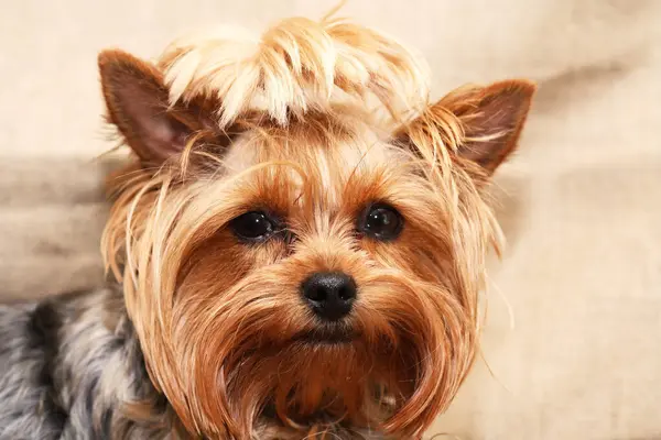 Närbild Porträtt Roliga Lilla Yorkshire Terrier Royaltyfria Stockfoton