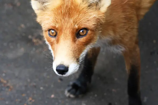怖い目を持つ素敵な若い野生の狐の肖像画 ストック写真