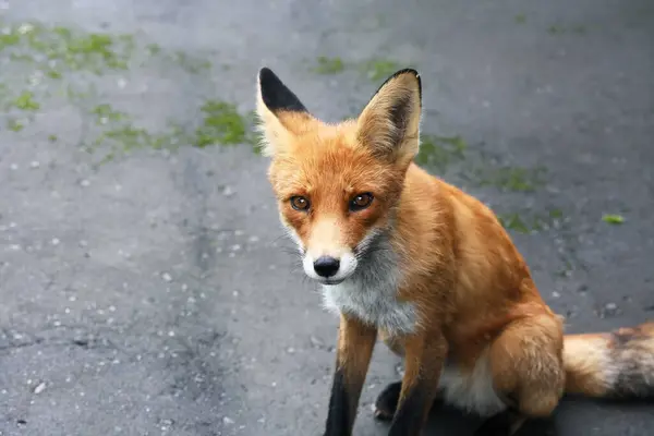 灰色の背景に素晴らしい野生の狐の肖像画 ストックフォト