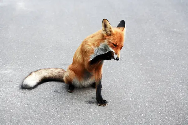 Natur Und Hygiene Schöne Junge Fuchs Wäscht Ihre Pfoten lizenzfreie Stockbilder