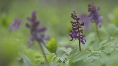 Meşe ormanında çiçek açan Corydalis cava