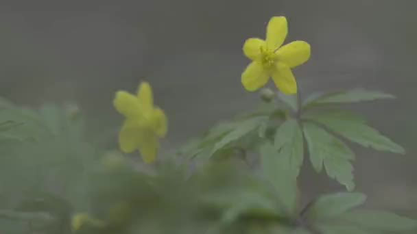 Anemony Kwitnące Ranunkuloidy Anemon Żółty — Wideo stockowe