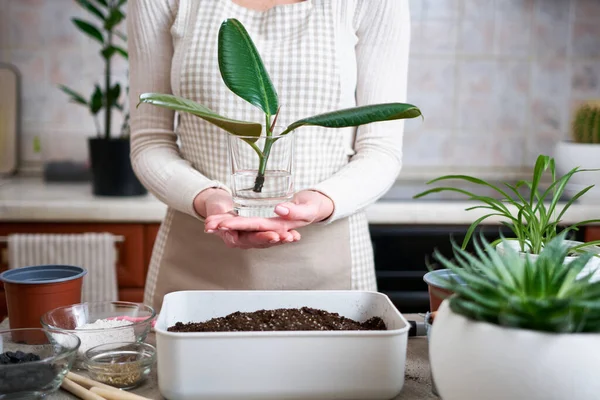 Woman Holding Ficus Elastica Seedling Roots Ready Transplantation Glass Water — Stock Photo, Image