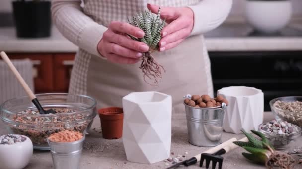 Woman Holding Haworthia Succulent Plant Roots Ready Planting White Ceramic — Stock Video