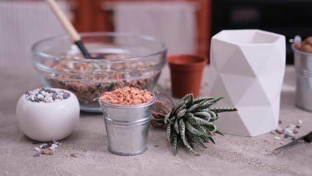 Haworthia Succulent Plant Med Rötter Redo För Plantering Vit Keramikkruka — Stockvideo