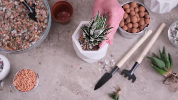 Woman Putting Gravel Soil White Ceramic Pot Potting Planting Haworthia — Stock Video