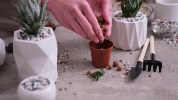 妇女将膨化的粘土放入小棕色塑料桶中 用于哈沃斯油菜种植 — 图库视频影像