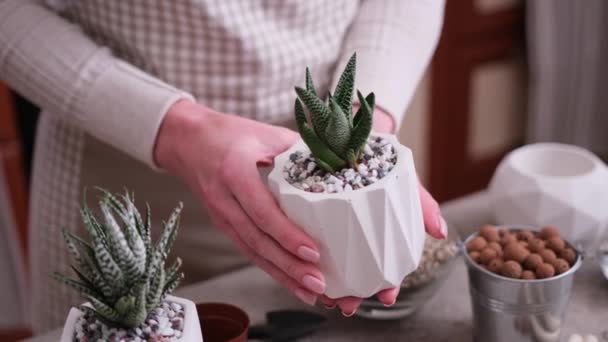 Vrouw Met Witte Keramische Pot Met Haworthia Succulent Potted — Stockvideo