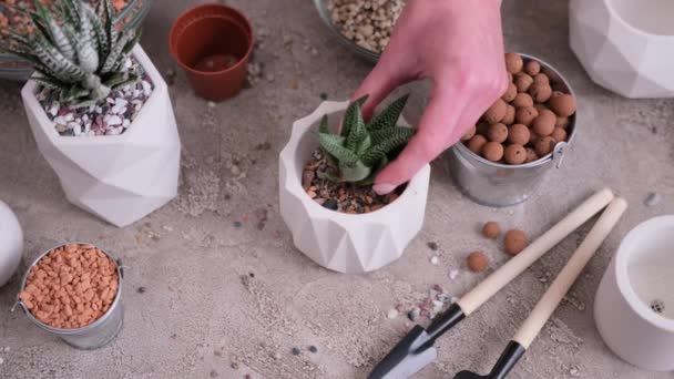 妇女将砾石土放入白色陶瓷盆栽种植Haworth Succulent植物 — 图库视频影像