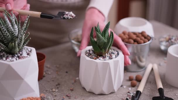 Vrouw Die Grind Witte Keramische Pot Potplanten Haworthia Succulent Plant — Stockvideo