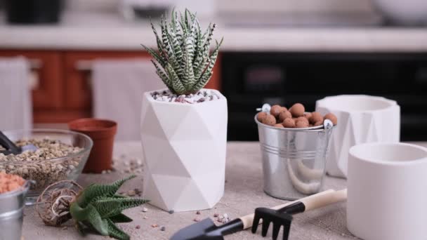 Haworthia Saftig Anläggning Vit Keramik Pot Krukprocessen — Stockvideo