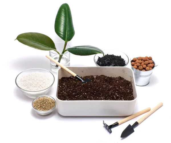 Plastic Box Substrate Soil Ficus Elastica Transplanting Isolated White Background — Stock Photo, Image