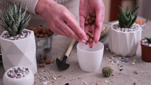 Woman Putting Expanded Clay Drainage White Plastic Pot Cactus Succulent — Stock Video