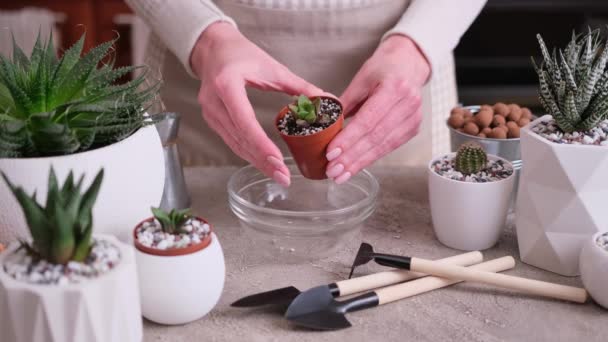 Woman Putting Expanded Clay Small Brown Plastic Pot Haworthia Succulent — Stock Video