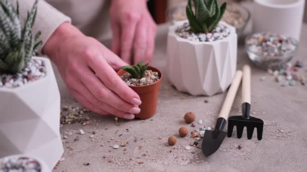 小さな茶色のプラスチック鍋を持っている女性とともにHawalesia吸い込み鉢植え — ストック動画