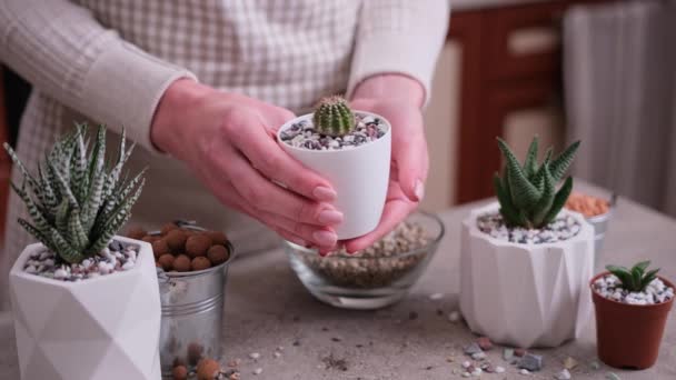 白いプラスチック鍋でサボテンの養液栽培植物と女性の保持鍋 — ストック動画