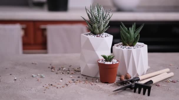 Haworthia Planta Suculenta Vaso Cerâmica Branca Uma Mesa — Vídeo de Stock