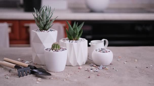 Haworthia Planta Suculenta Vaso Cerâmica Branca Uma Mesa — Vídeo de Stock