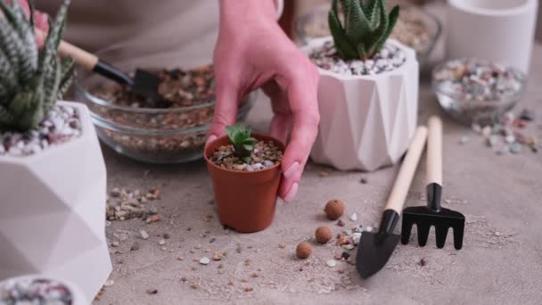 妇女将砾石土放入棕色小塑料桶中种植Haworth Succulent植物 — 图库视频影像