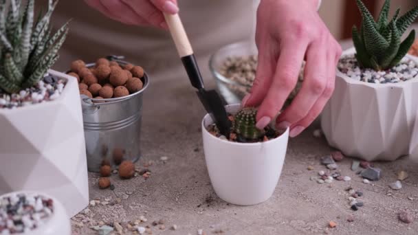 妇女将砂砾排入白色塑料桶内进行仙人掌盆栽 — 图库视频影像