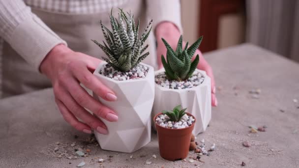 Haworthia Succulent Plant White Ceramic Pot Table — Stock Video