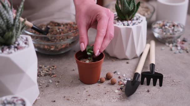 妇女将砾石土放入白色陶瓷盆栽种植Haworth Succulent植物 — 图库视频影像