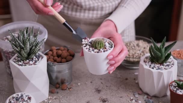 Woman Putting Gravel Drainage White Plastic Pot Cactus Succulent Plant — Stock Video