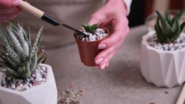 Mulher Colocando Solo Cascalho Pequenas Vasos Plástico Marrom Plantio Haworthia — Vídeo de Stock