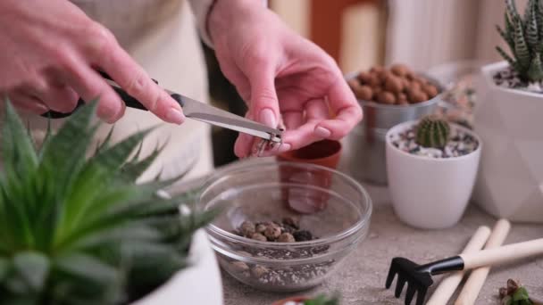 Mujer Preparando Pequeño Corte Aloe Enraizado Para Trasplante — Vídeo de stock