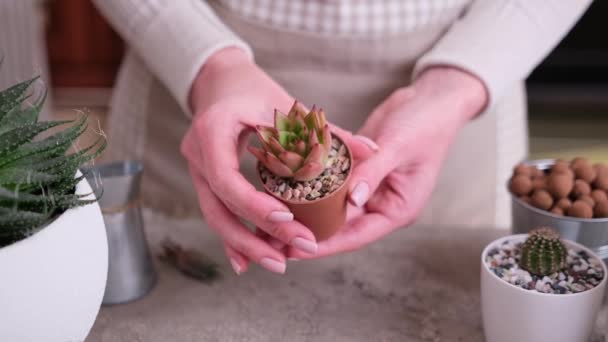 Küçük Echeveria Succulent Hazırlayan Kadın Nakil Için Kök Salmış — Stok video