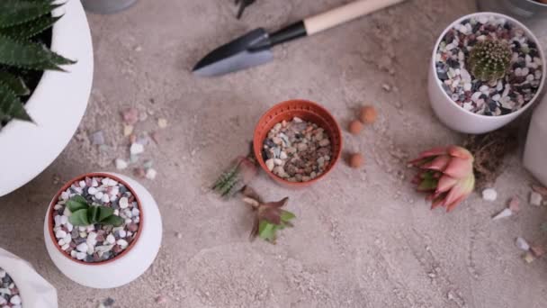 Woman Adding Fertilizer Gravel Soil Small Brown Plastic Pot Potting — Stock Video
