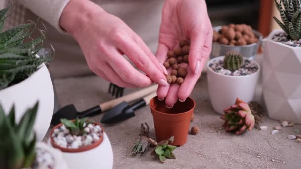 粘土を小さな茶色のプラスチックポットに広げる女性 Hawalea Succulent Plant — ストック動画