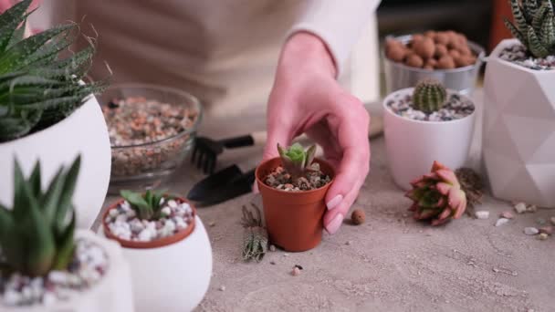 女性は小さな茶色のプラスチックに砂利の土を入れるポット植え付けHawaliaサクセントな植物 — ストック動画