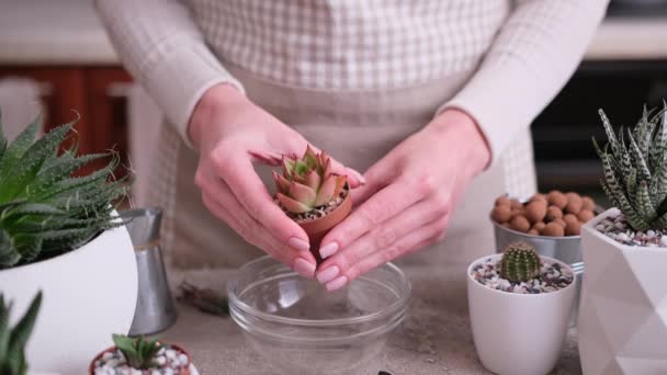 Woman Preparing Small Echeveria Succulent Rooted Cutting Transplantation — Stock Video
