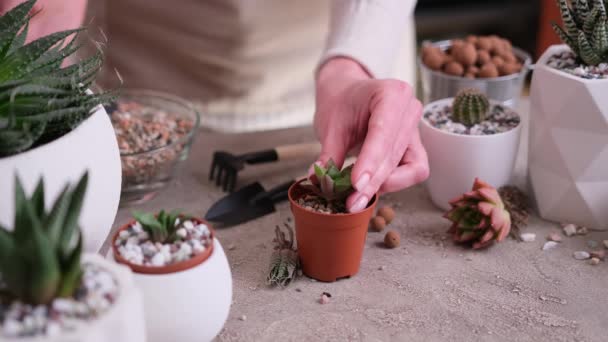 妇女将砾石土放入棕色小塑料桶中种植Haworth Succulent植物 — 图库视频影像