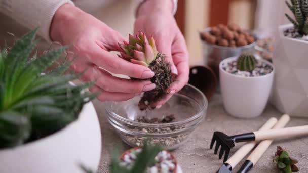 Kisméretű Echeveria Succulent Gyökeres Vágás Átültetésre — Stock videók