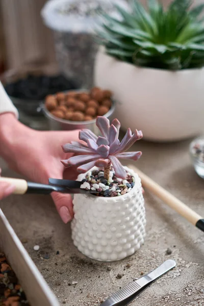 Potted Echeveria Succulent Plant White Ceramic Pot — Stok Foto