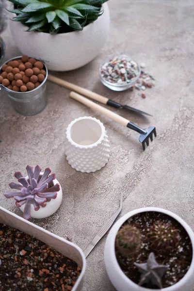Echeveria Succulent Plant Klaar Voor Het Planten Witte Keramische Pot — Stockfoto