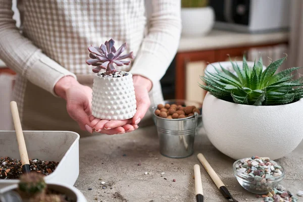 Woman Holding Potted Echeveria Succulent Plant White Ceramic Pot — Stock Photo, Image